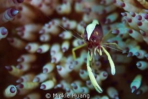 POINT
Sea Urchin Squat Shrimp
Seraya Bali

 by Mickle Huang 